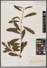 Foto von Salix aurita L.